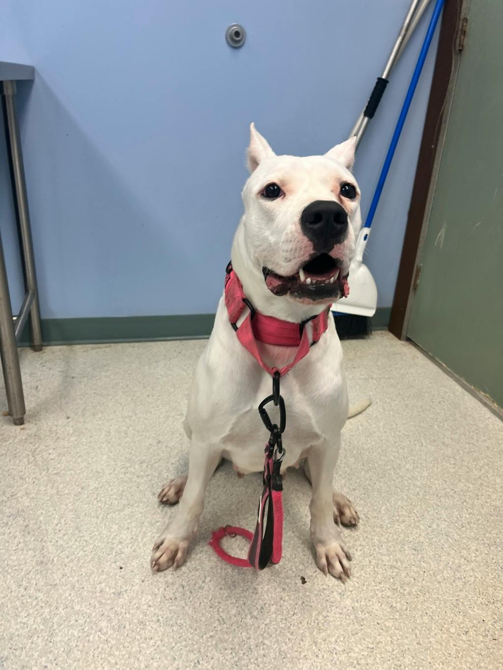 Love, a 2 years old White Female Argentine Dogo Dog