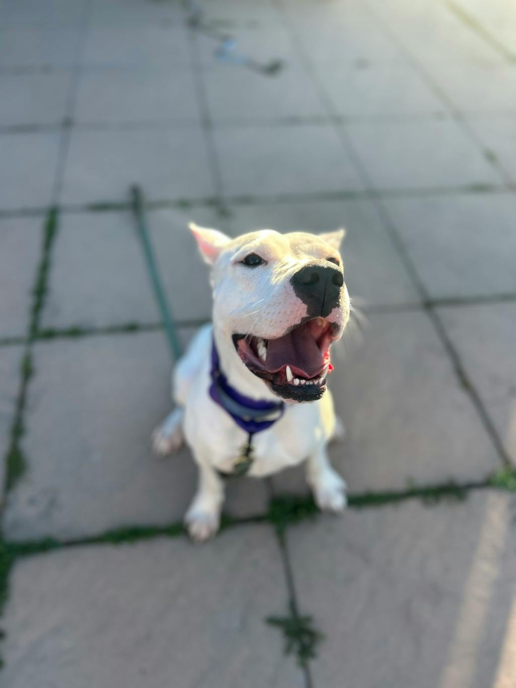 Love, a 2 years old White Female Argentine Dogo Dog