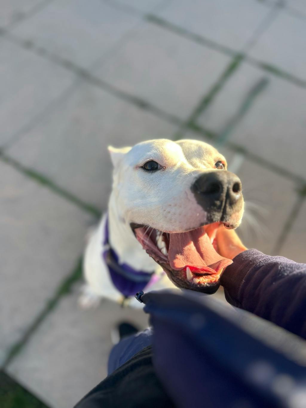 Love, a 2 years old White Female Argentine Dogo Dog