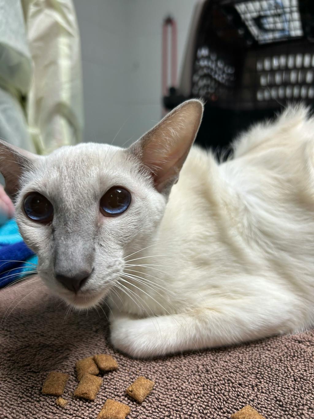 Ying, a 1 year and 6 months old White Female Siamese Cat