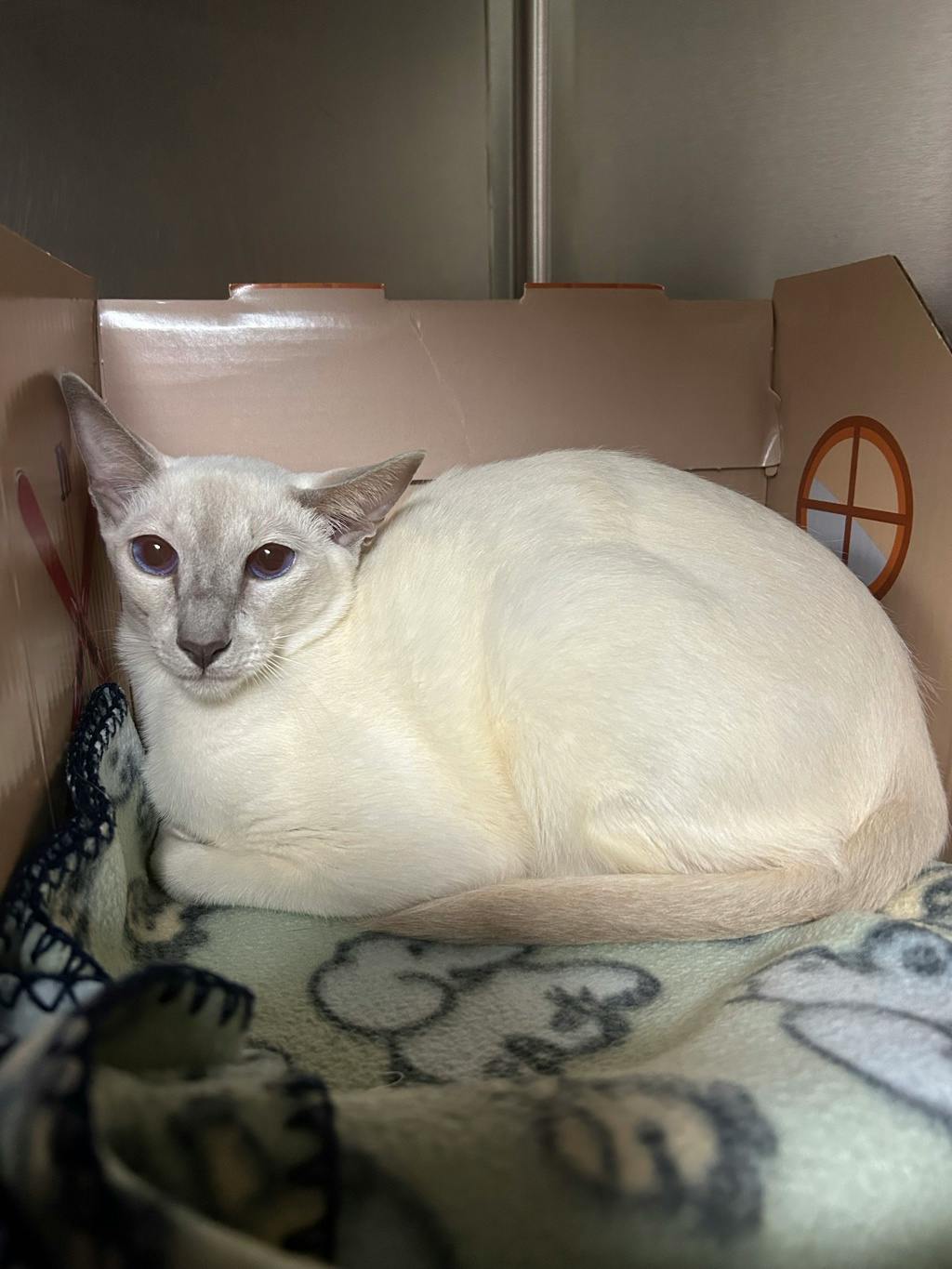 Ying, a 1 year and 6 months old White Female Siamese Cat