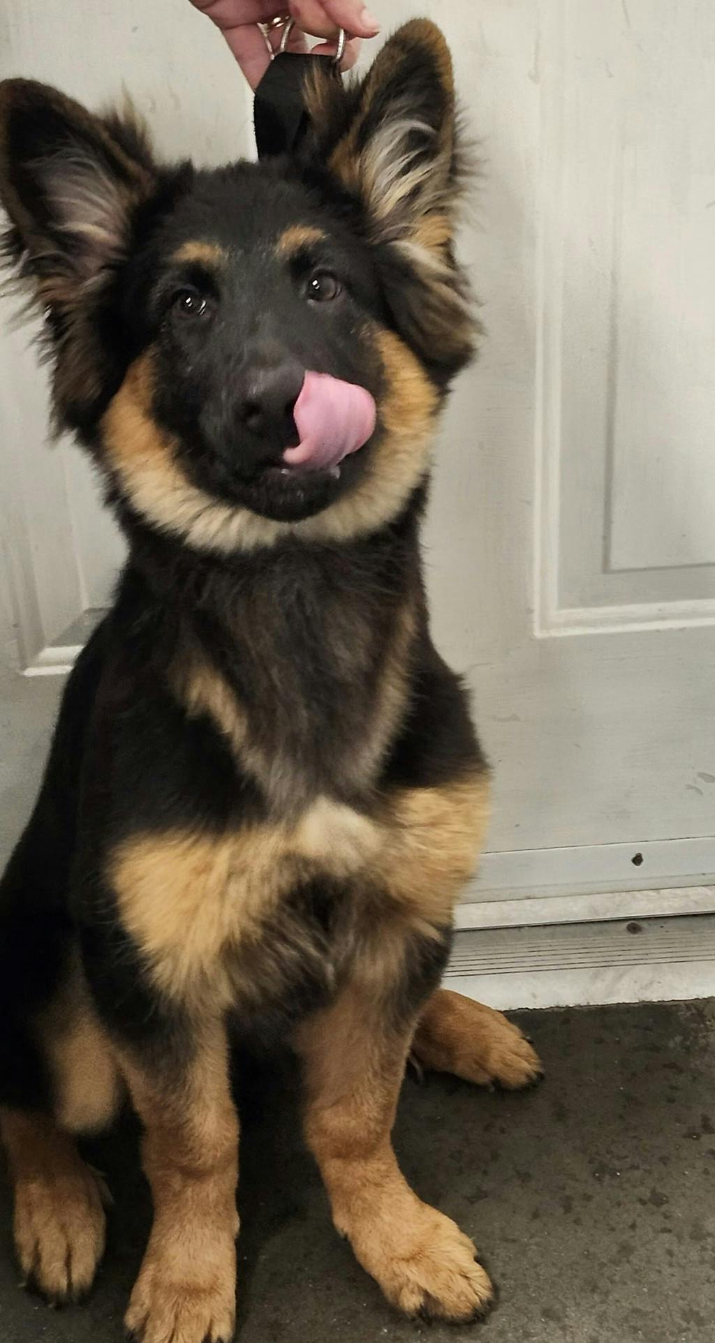 Oakley, a 4 months old Black Male German Shepherd Puppy