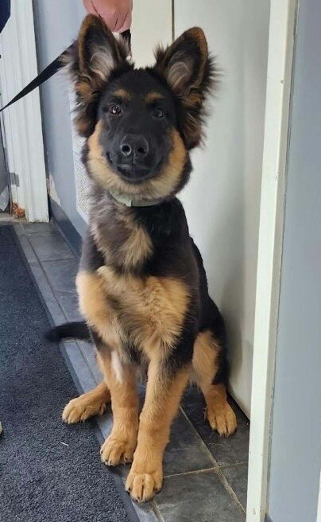 Oakley, a 4 months old Black Male German Shepherd Puppy