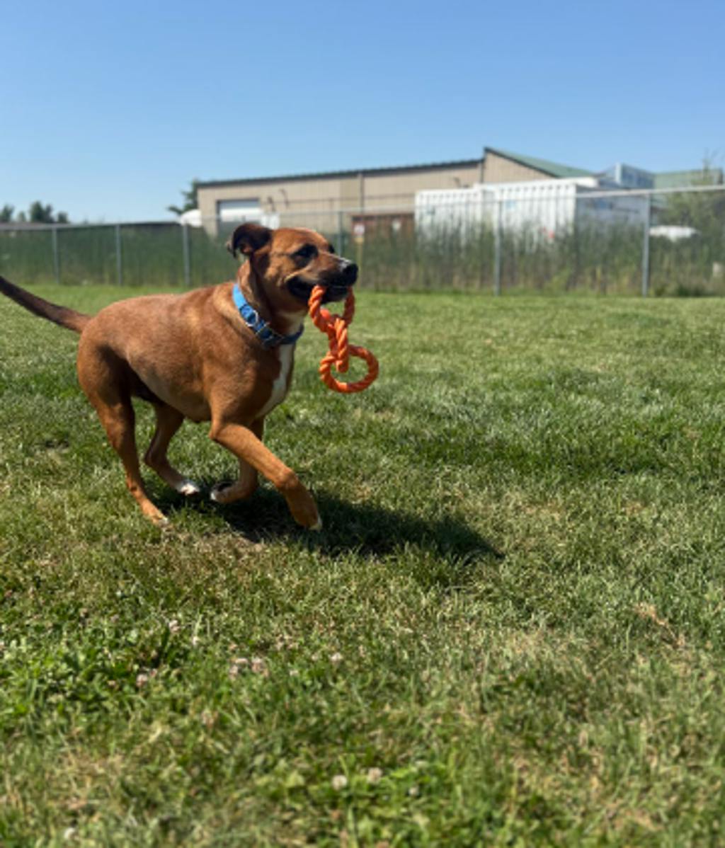 Daisy, a 3 years and 4 months old Tan Female Mixed Breed, Large (over 44 lbs fully grown) Dog