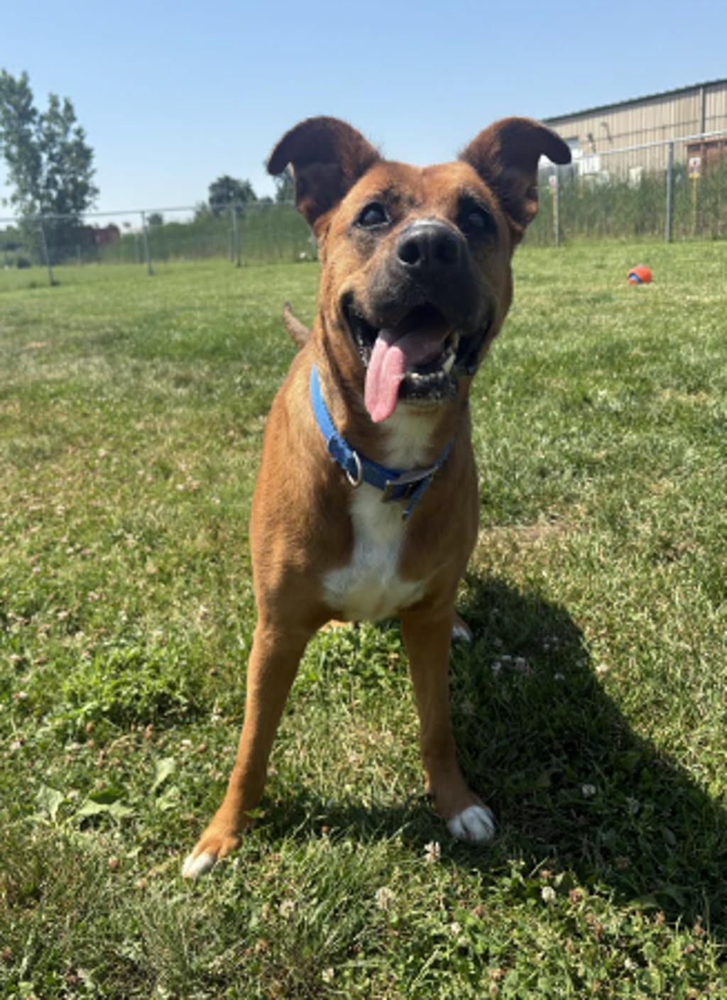 Daisy, a 3 years and 4 months old Tan Female Mixed Breed, Large (over 44 lbs fully grown) Dog