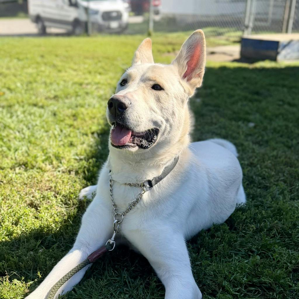 Jax, a 1 year old White Male German Shepherd Dog