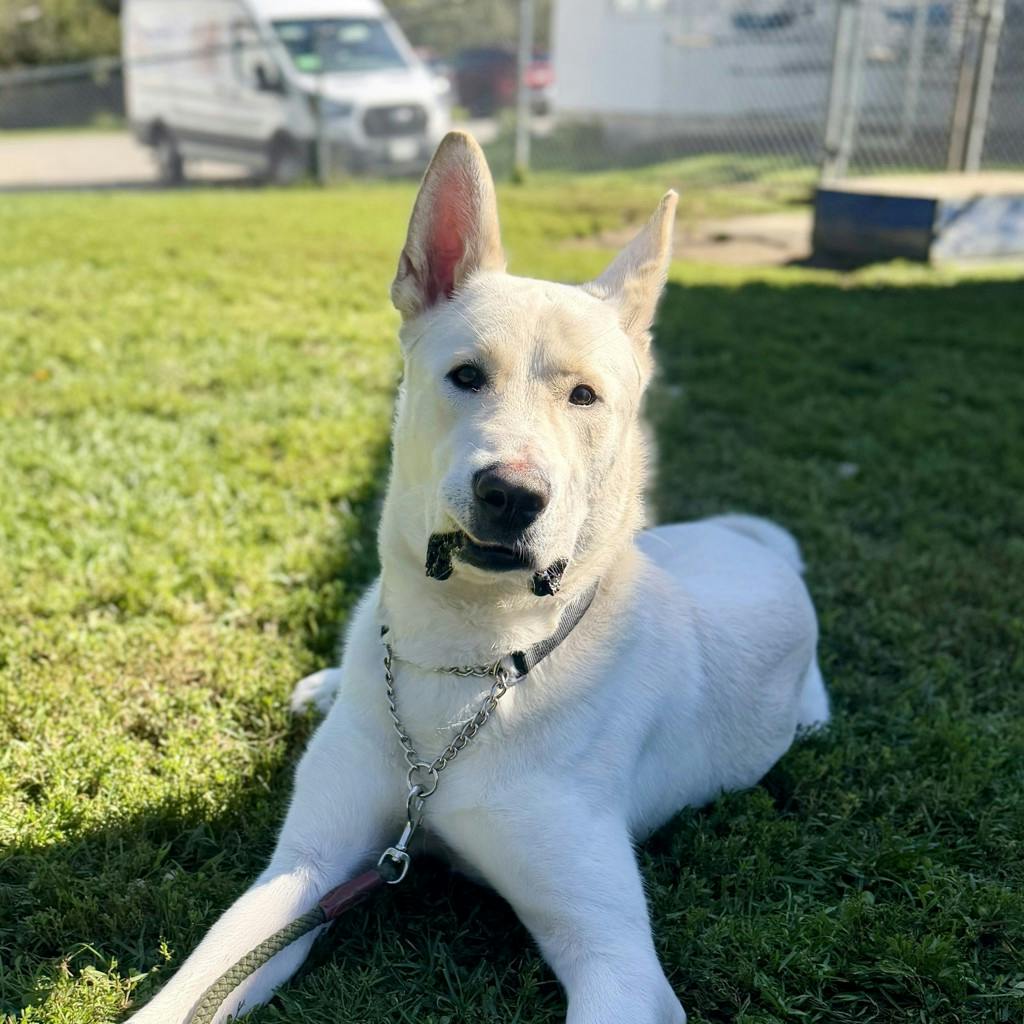 Jax, a 1 year old White Male German Shepherd Dog