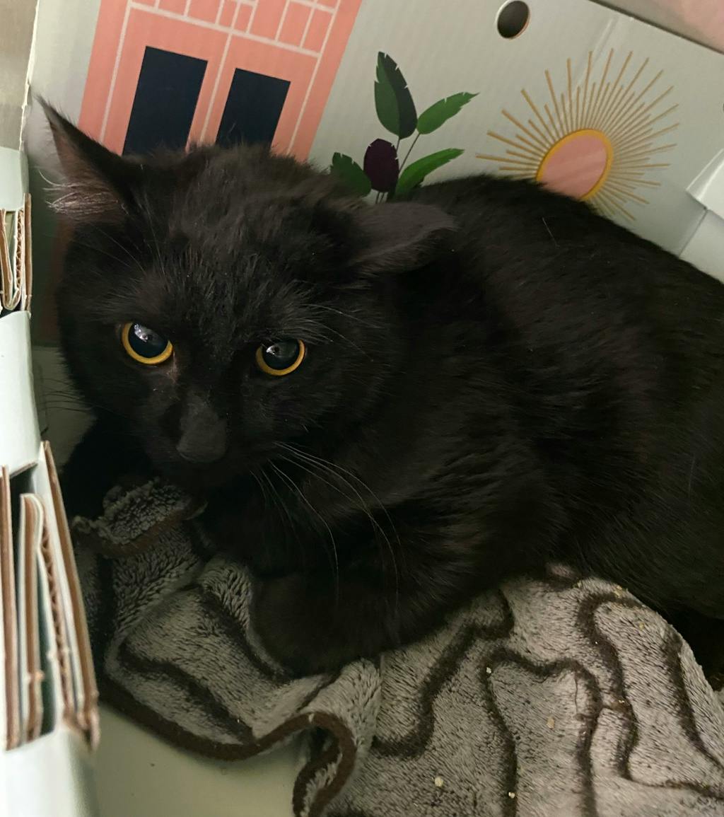 Cobb, a 1 year and 3 months old Black Male Domestic Short Hair Cat
