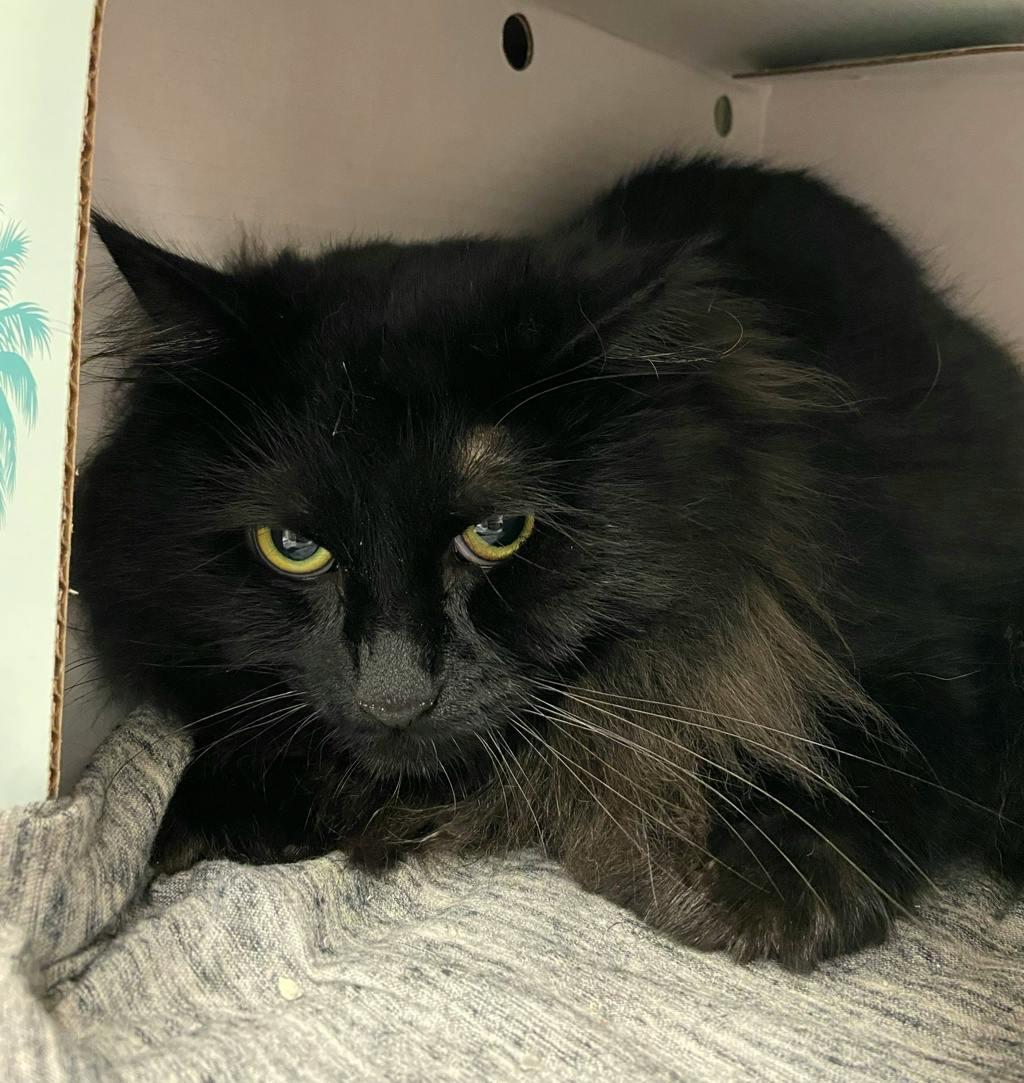 Caeser, a 1 year and 8 months old Black Male Domestic Longhair Cat
