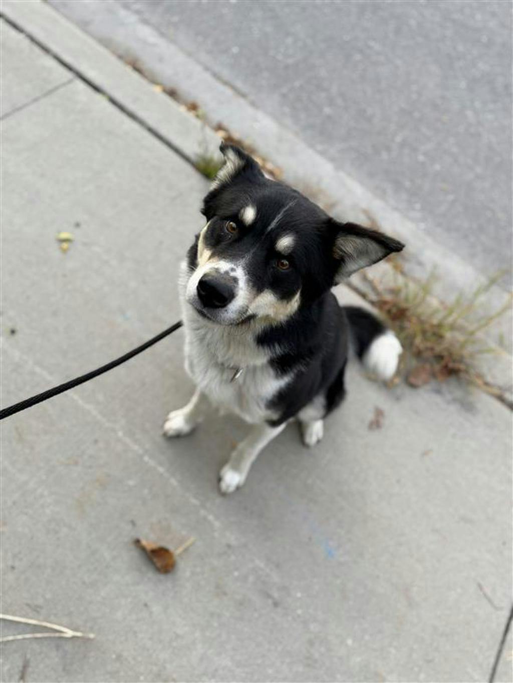 Balto, a 2 years old Black Male Husky Mixed Dog