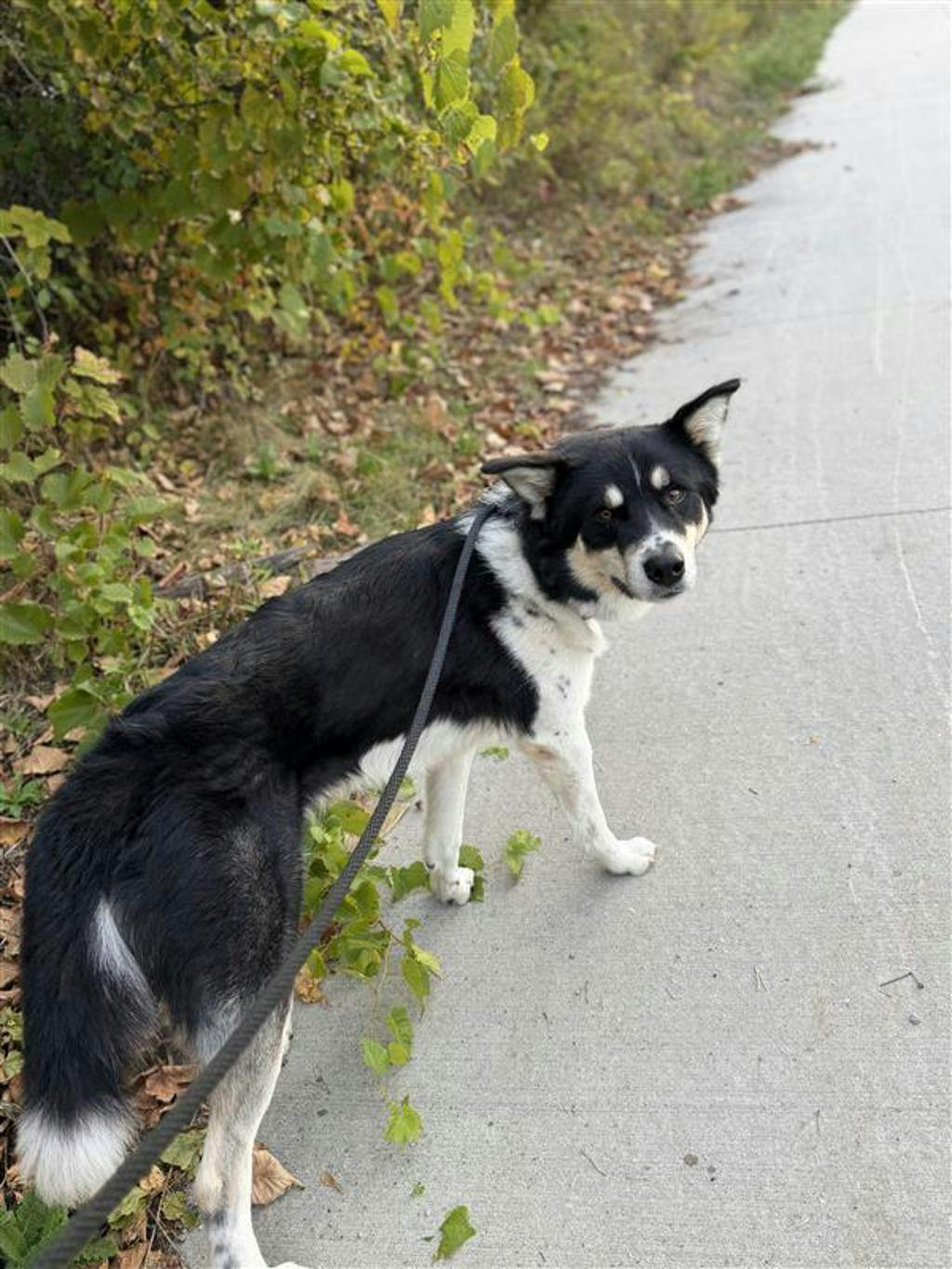 Balto, a 2 years old Black Male Husky Mixed Dog