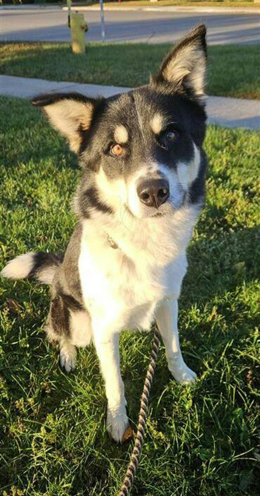Balto, a 2 years old Black Male Husky Mixed Dog
