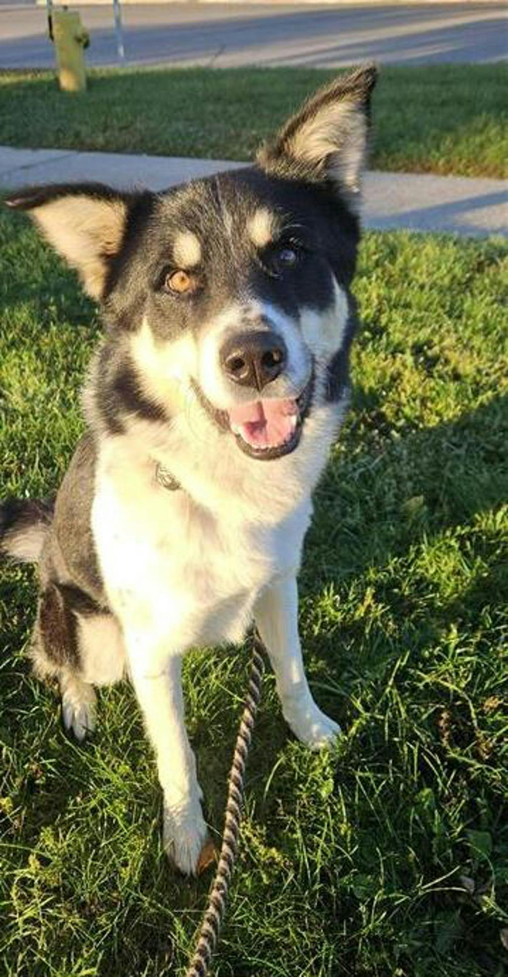 Balto, a 2 years old Black Male Husky Mixed Dog