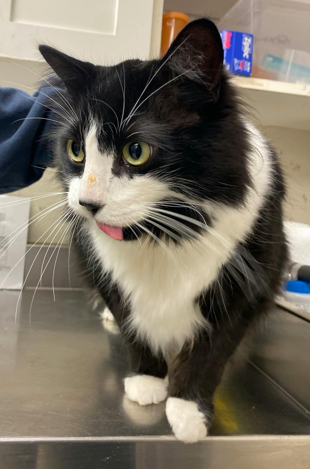 Bongo, a 2 years and 10 months old Black Male Domestic Longhair Cat