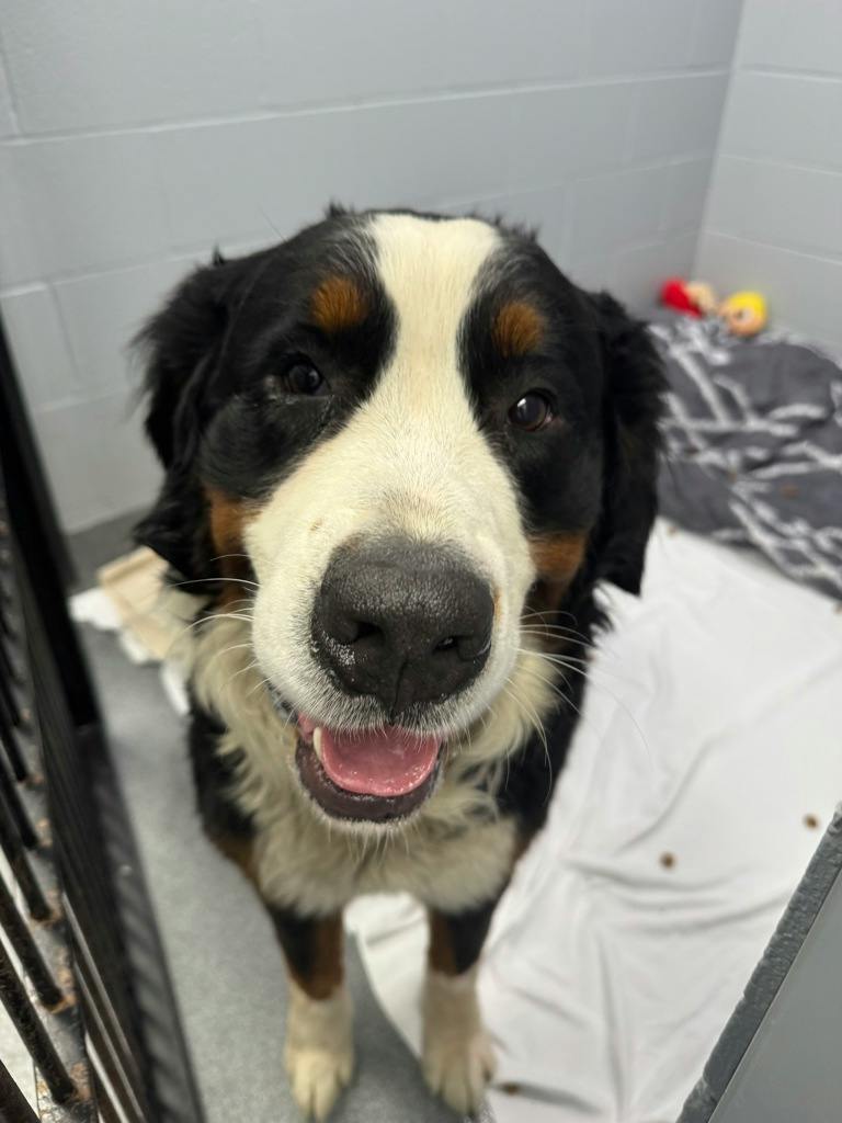 Bernie, a 5 years old Tri Color Male Bernese Mountain Dog Dog