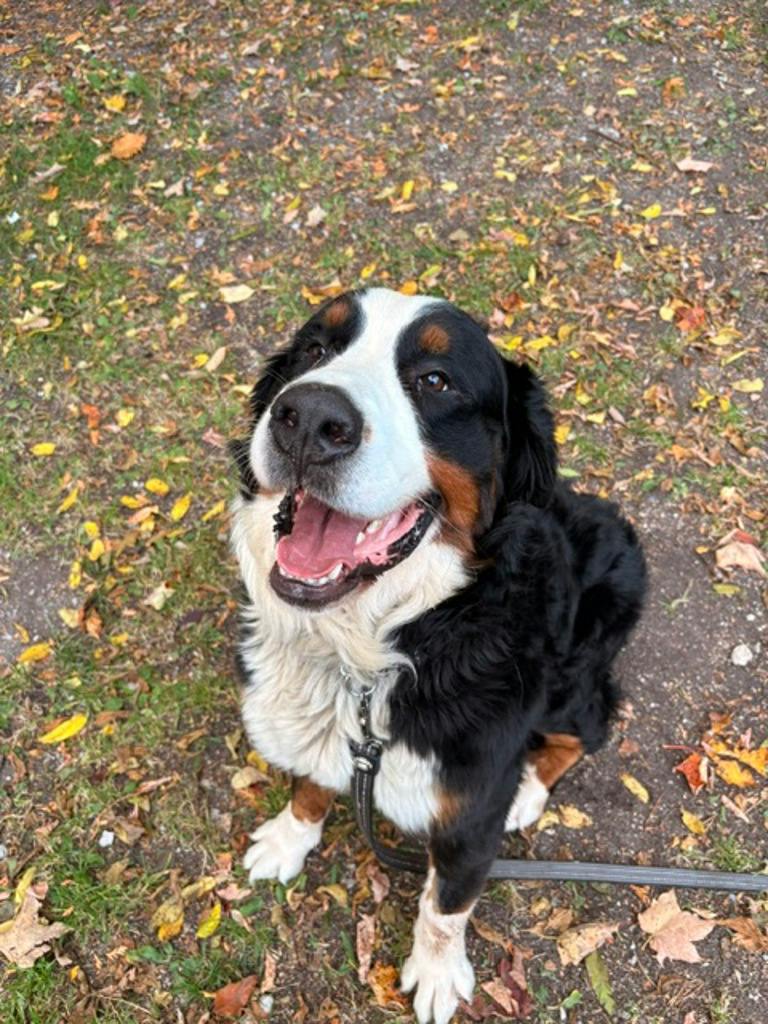 Bernie, a 5 years old Tri Color Male Bernese Mountain Dog Dog