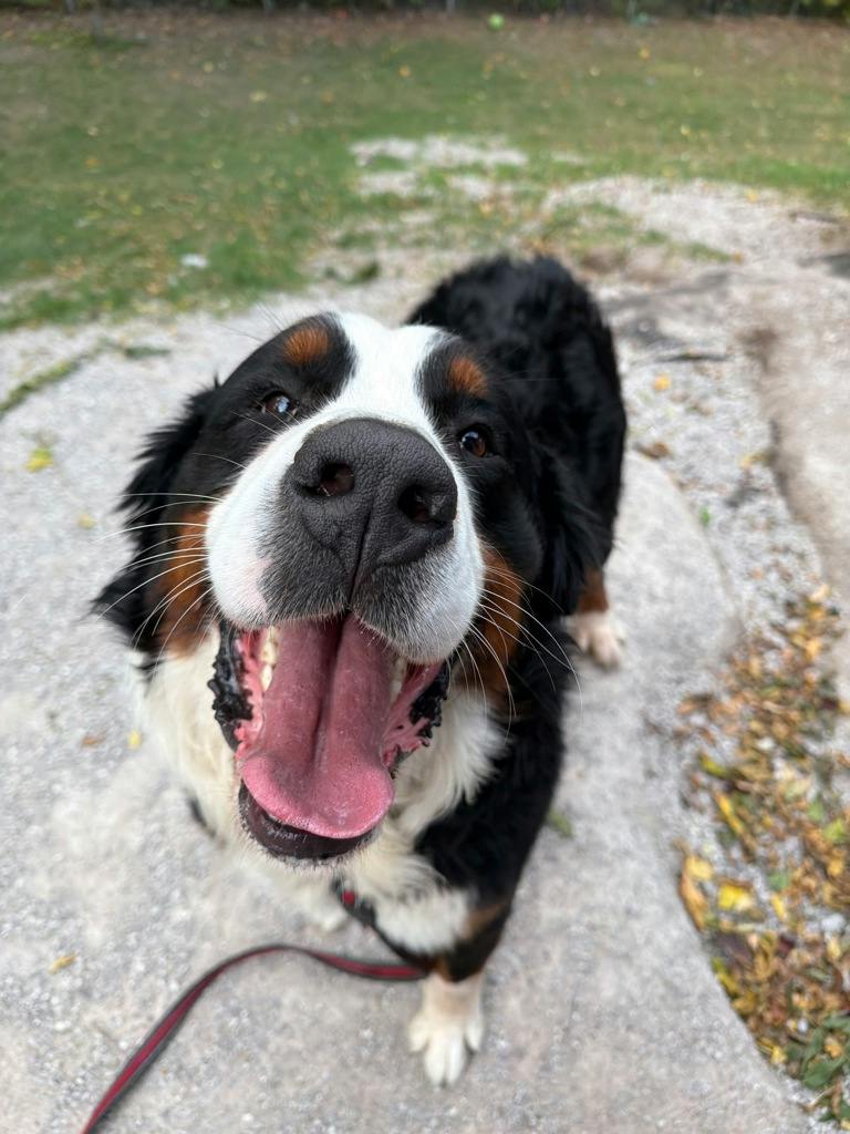 Bernie, a 5 years old Tri Color Male Bernese Mountain Dog Dog