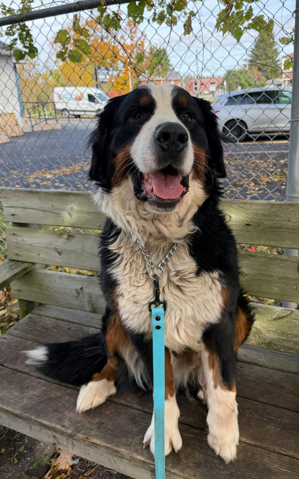 Bernie, a 5 years old Tri Color Male Bernese Mountain Dog Dog