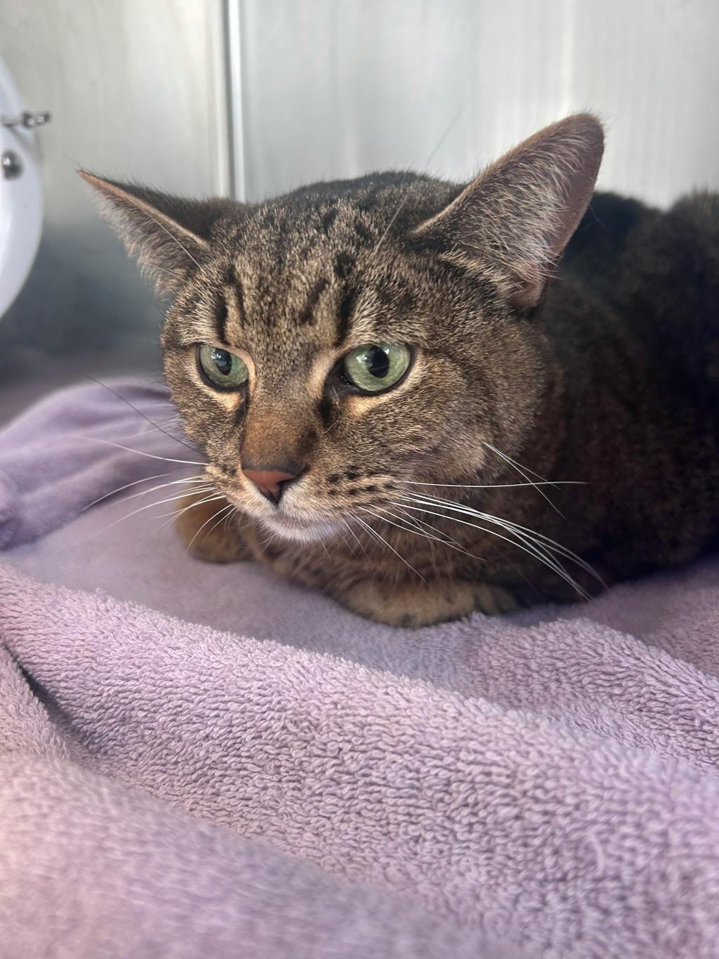 Patty, a 6 years old Brown Tabby Female Domestic Short Hair Cat