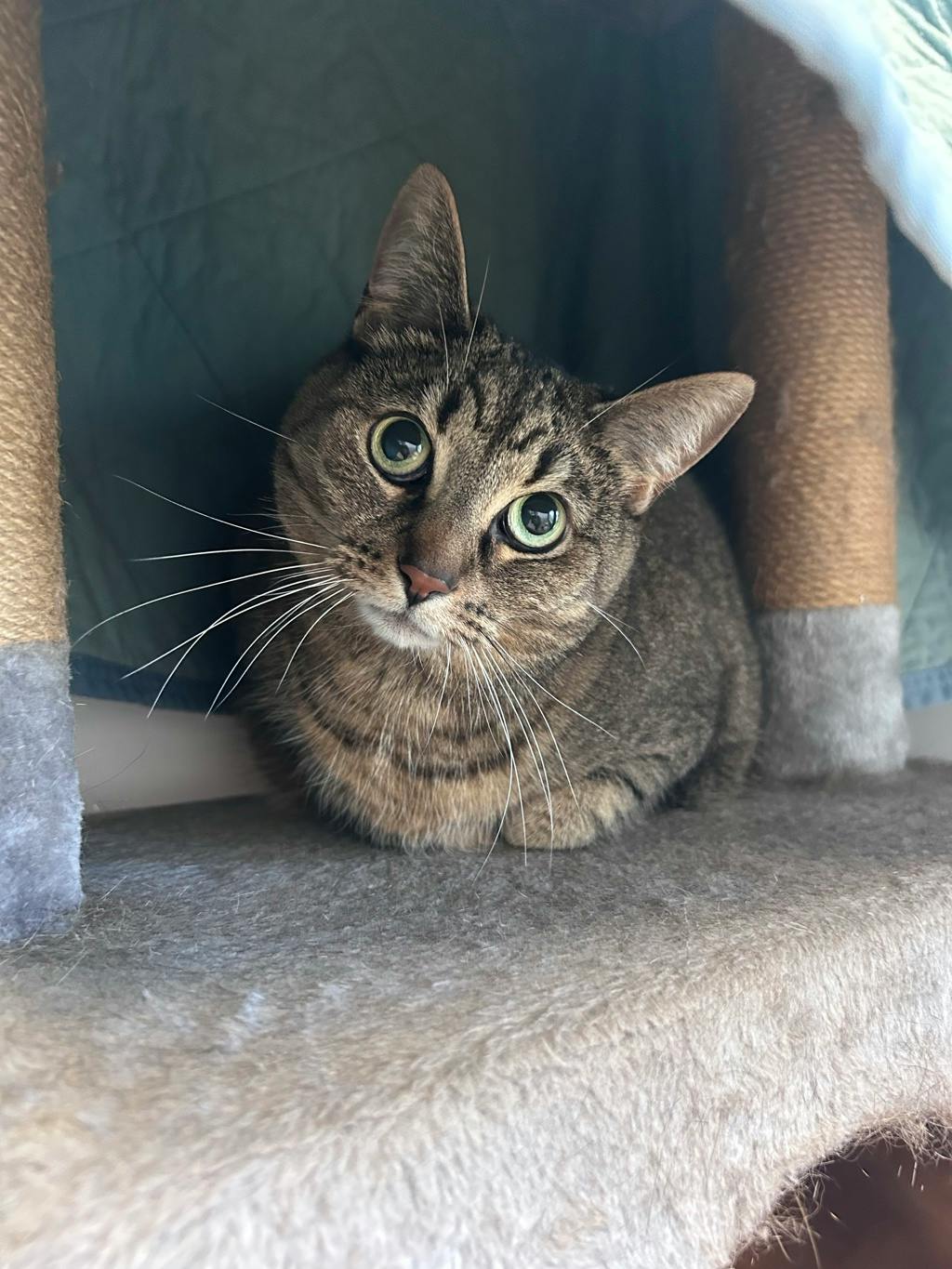 Patty, a 6 years old Brown Tabby Female Domestic Short Hair Cat