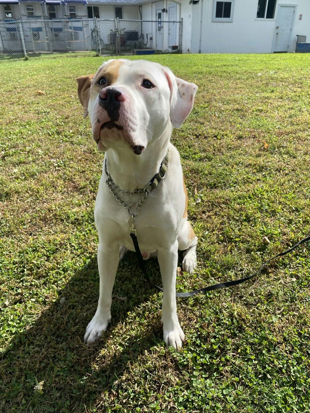 Bo, a 1 year old Tan Male Argentine Dogo Dog