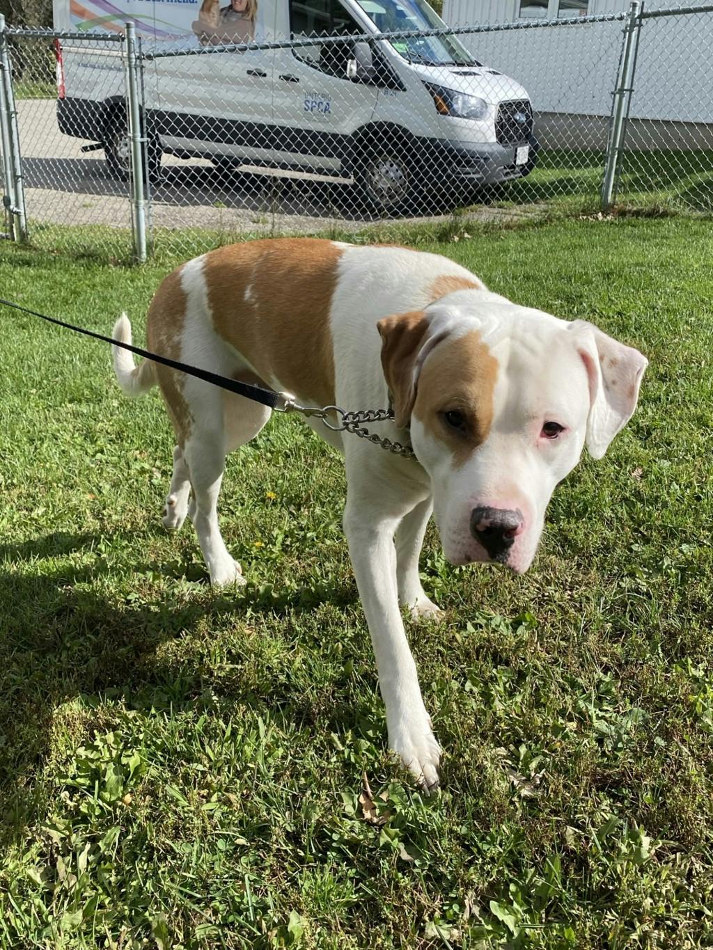 Bo, a 1 year old Tan Male Argentine Dogo Dog