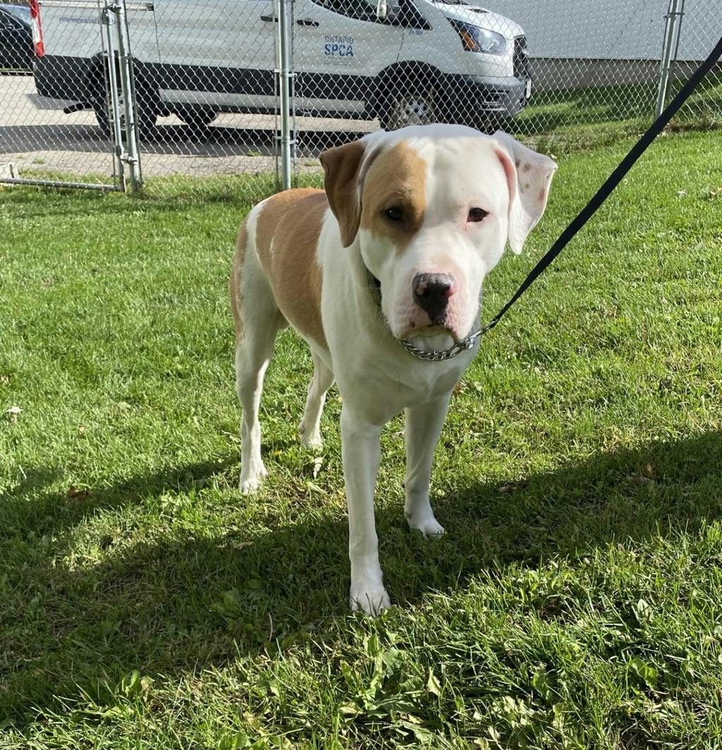 Bo, a 1 year old Tan Male Argentine Dogo Dog