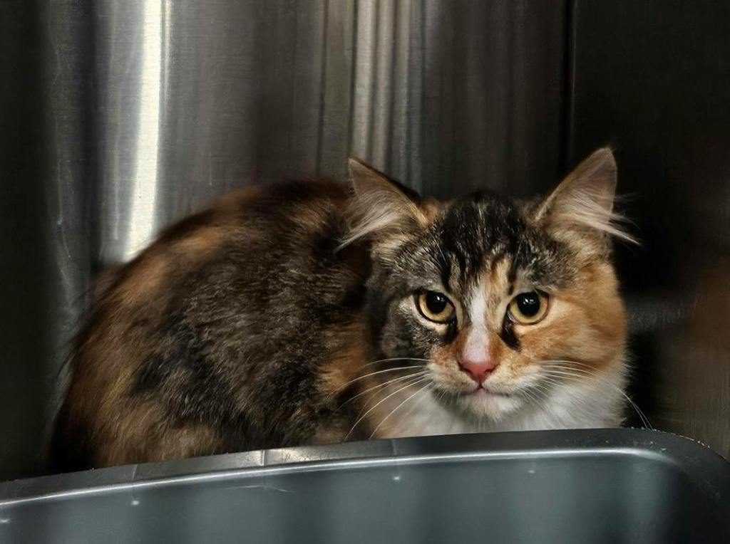 Pumpkin, a 4 months old Calico Female Domestic Longhair Kitten