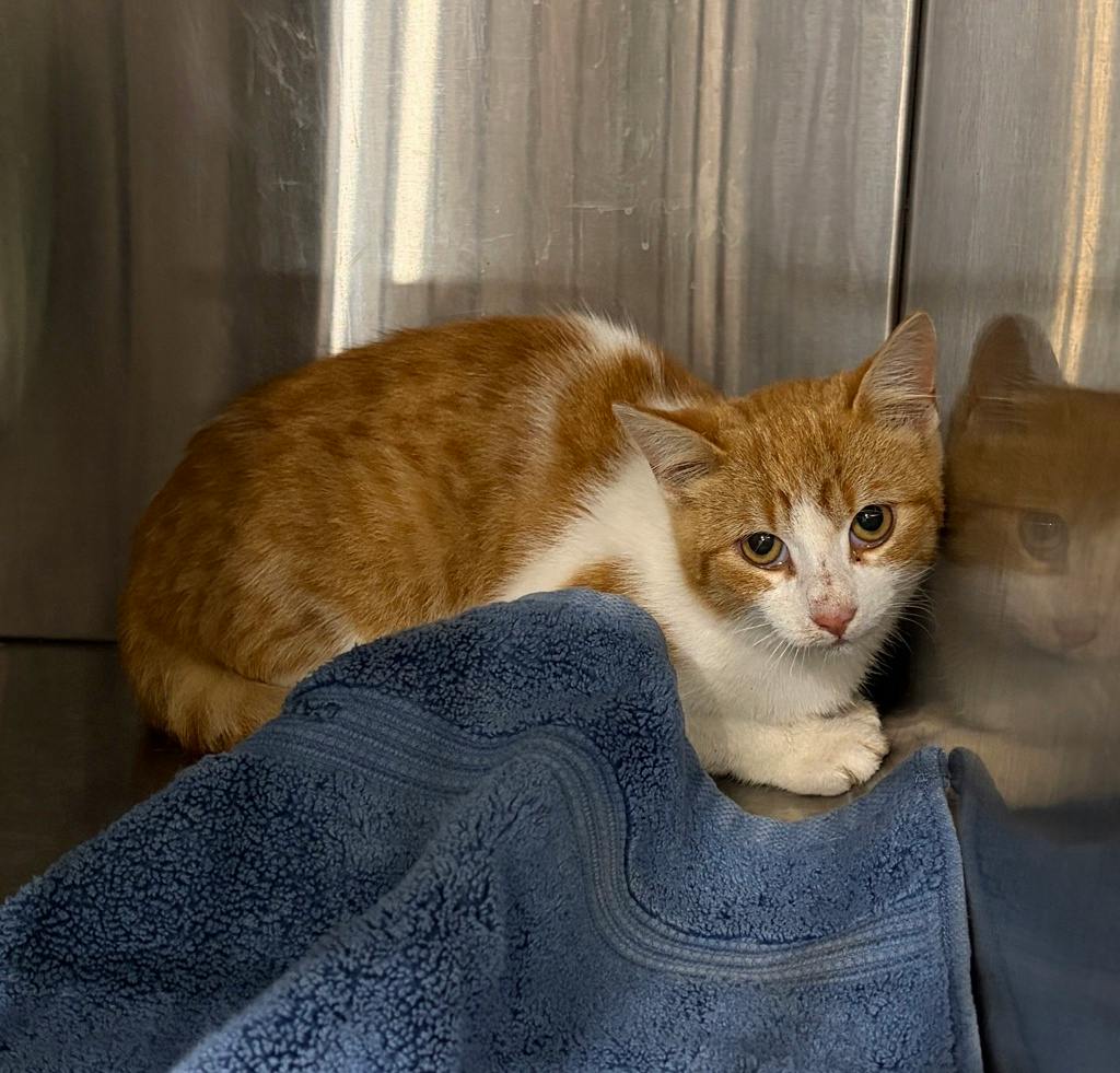 Yam, a 4 months old Orange Male Domestic Short Hair Kitten