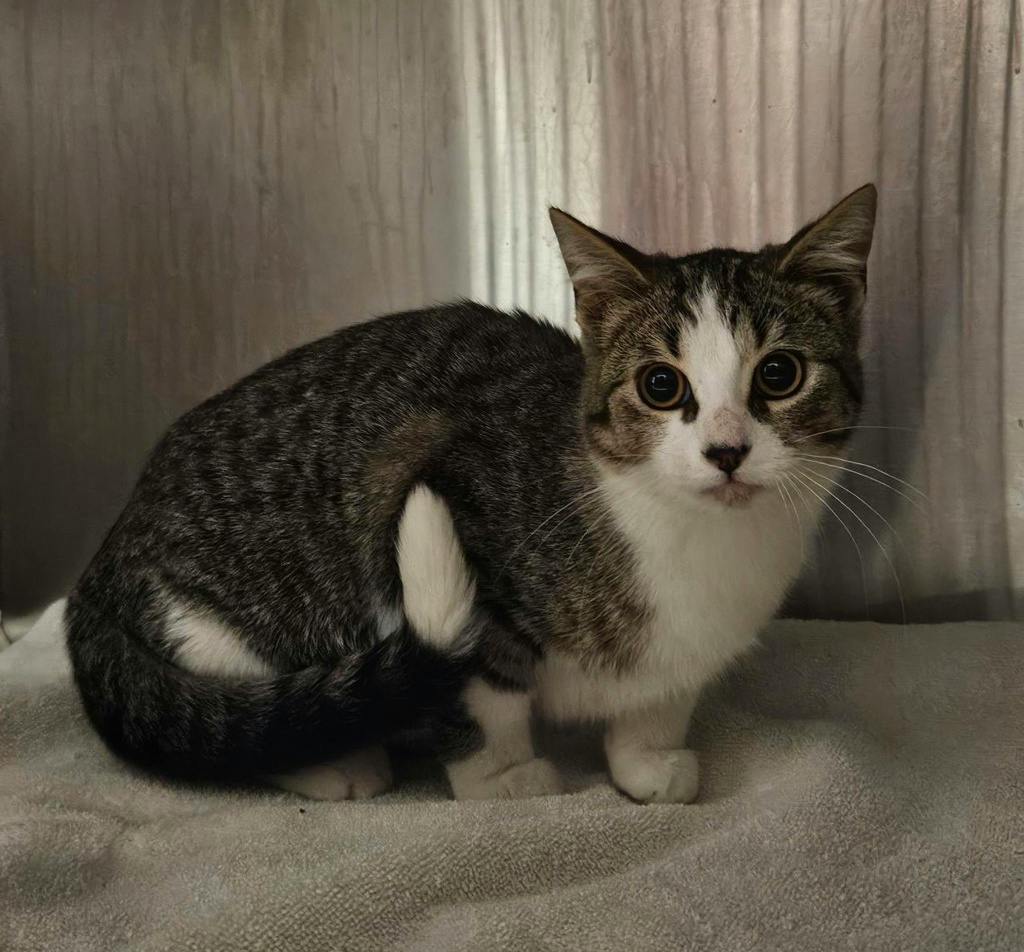 Pattypan, a 3 months old Brown Tabby Female Domestic Short Hair Kitten