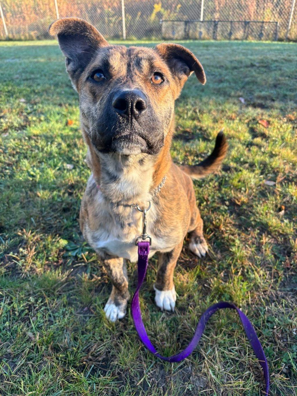 Shelby, a 8 months old Brindle Female Boxer Dog