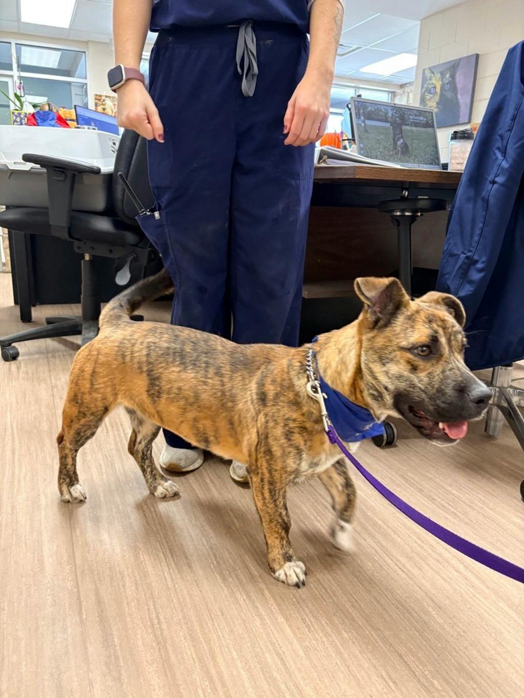 Shelby, a 8 months old Brindle Female Boxer Dog