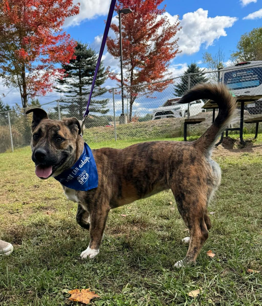 Shelby, a 8 months old Brindle Female Boxer Dog
