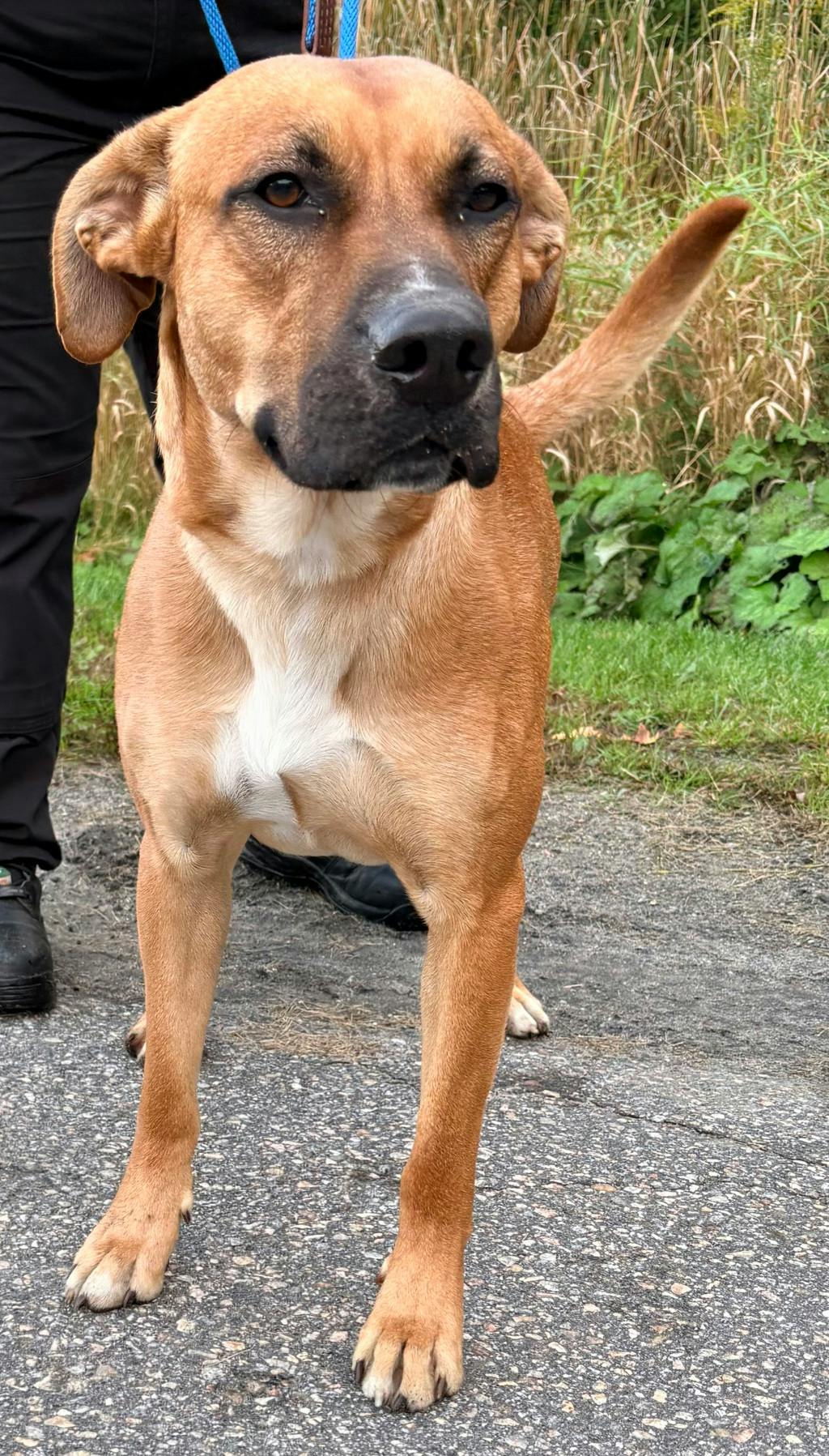 Gomez, a 2 years old Tan Male Rhodesian Ridgeback Dog