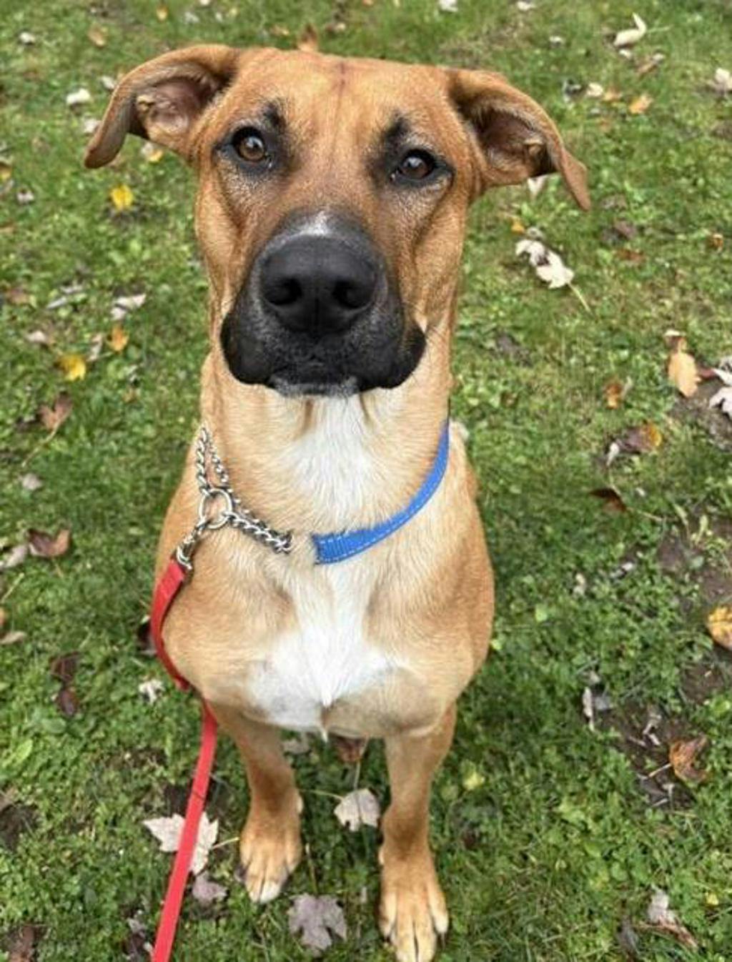 Gomez, a 2 years old Tan Male Rhodesian Ridgeback Dog