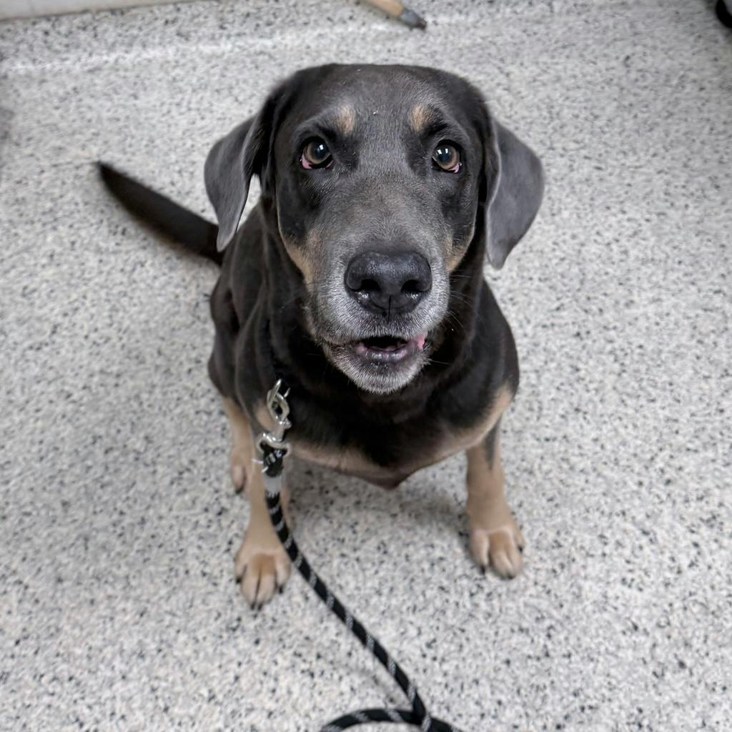 Lisa, a 6 years old Brown Female Hound Dog