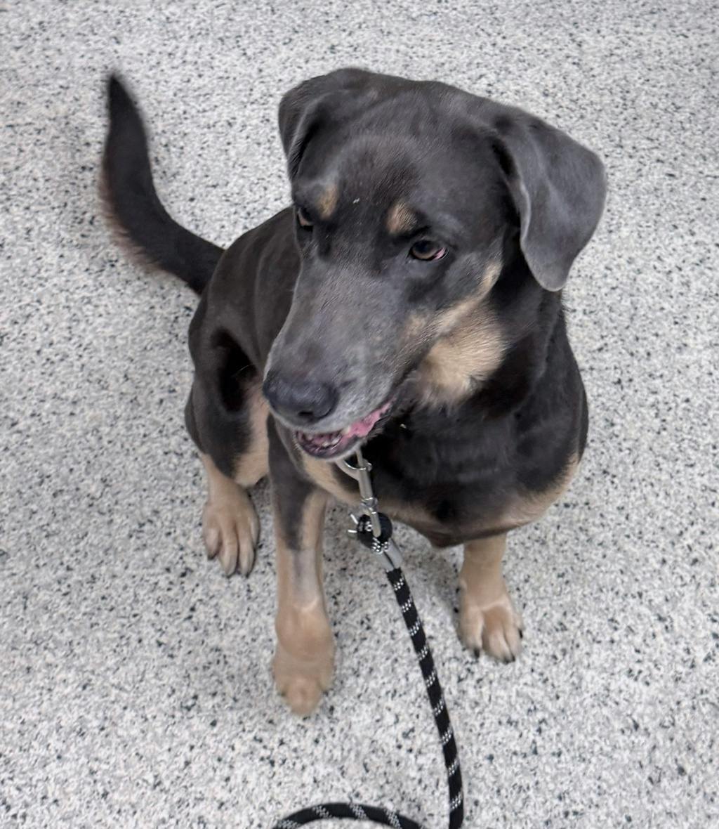 Lisa, a 6 years old Brown Female Hound Dog