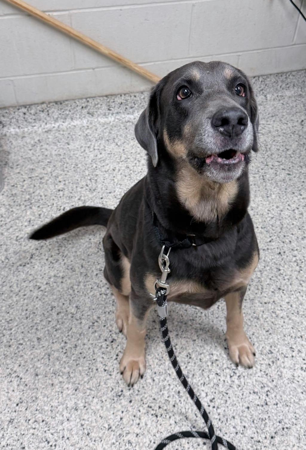 Lisa, a 6 years old Brown Female Hound Dog