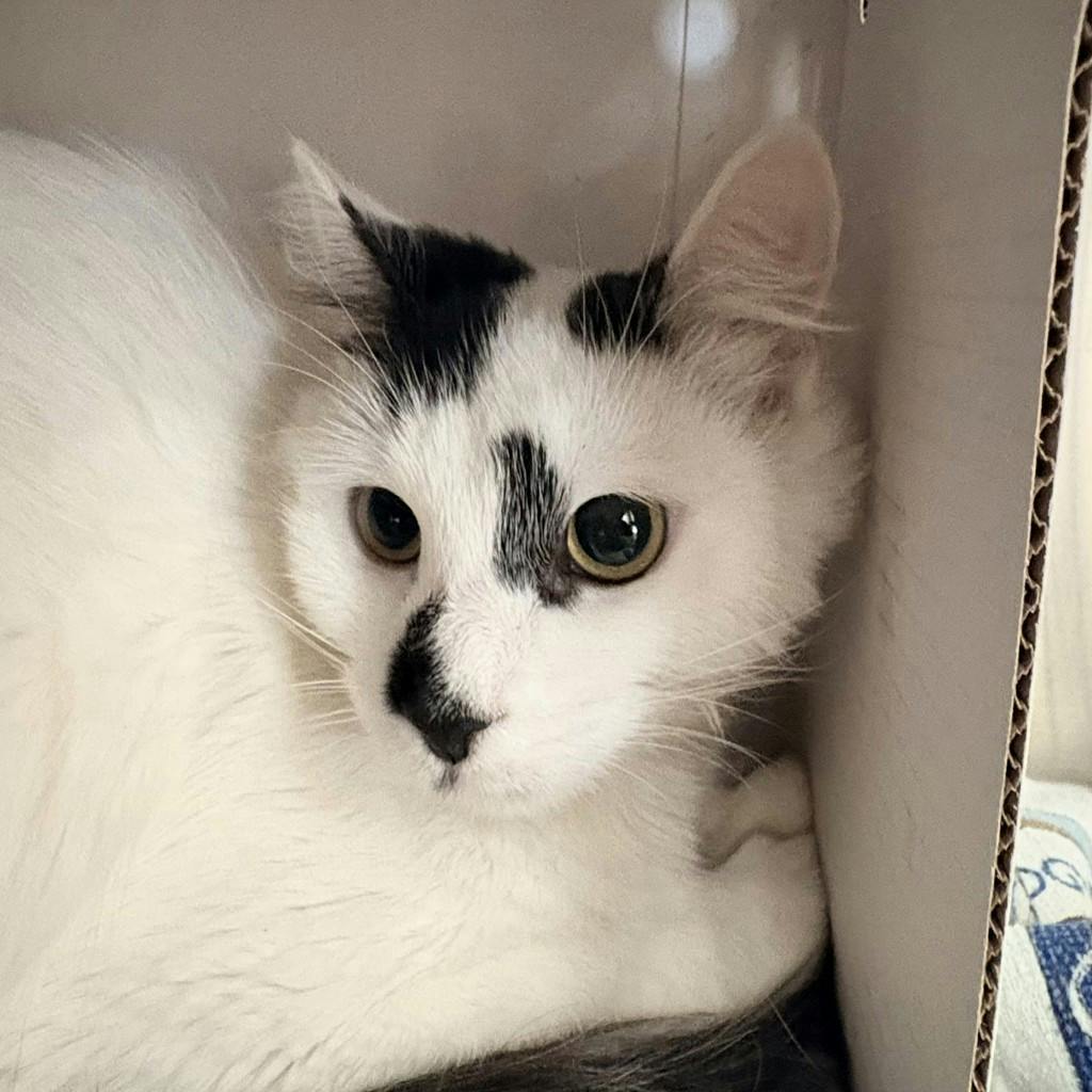 Shania, a 2 years old White Female Domestic Short Hair Cat