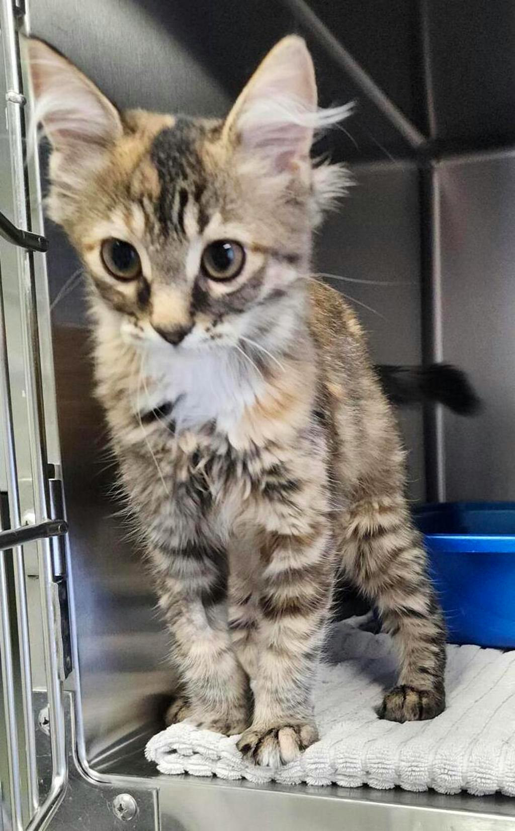 Moki (petsmart Orangeville), a 4 months old Orange Female Domestic Medium Hair Kitten