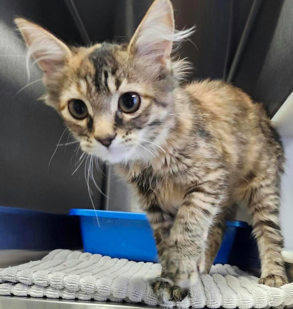 Moki (petsmart Orangeville), a 4 months old Orange Female Domestic Medium Hair Kitten