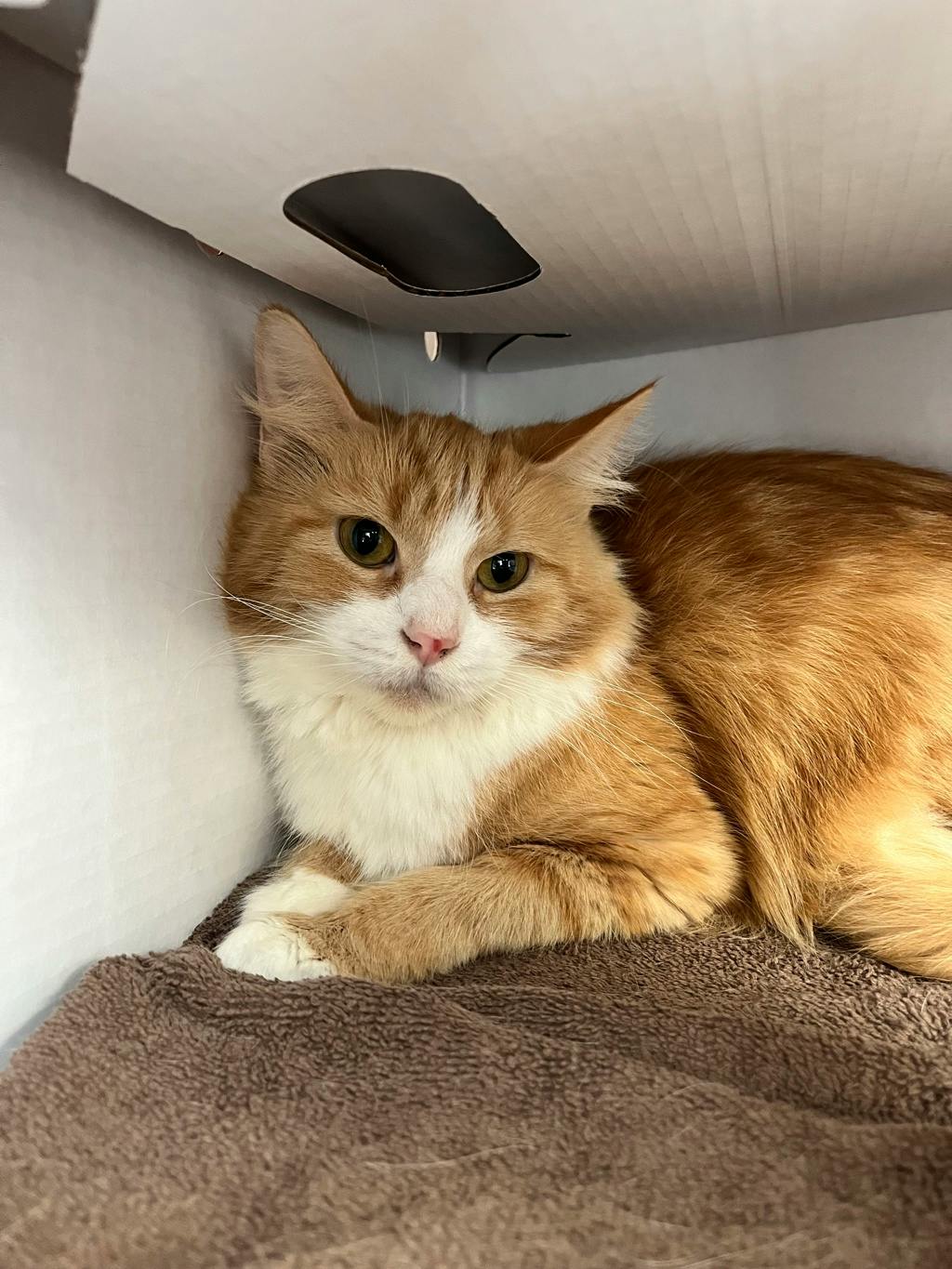 Peak, a 7 years old Orange Tabby Female Domestic Medium Hair Cat
