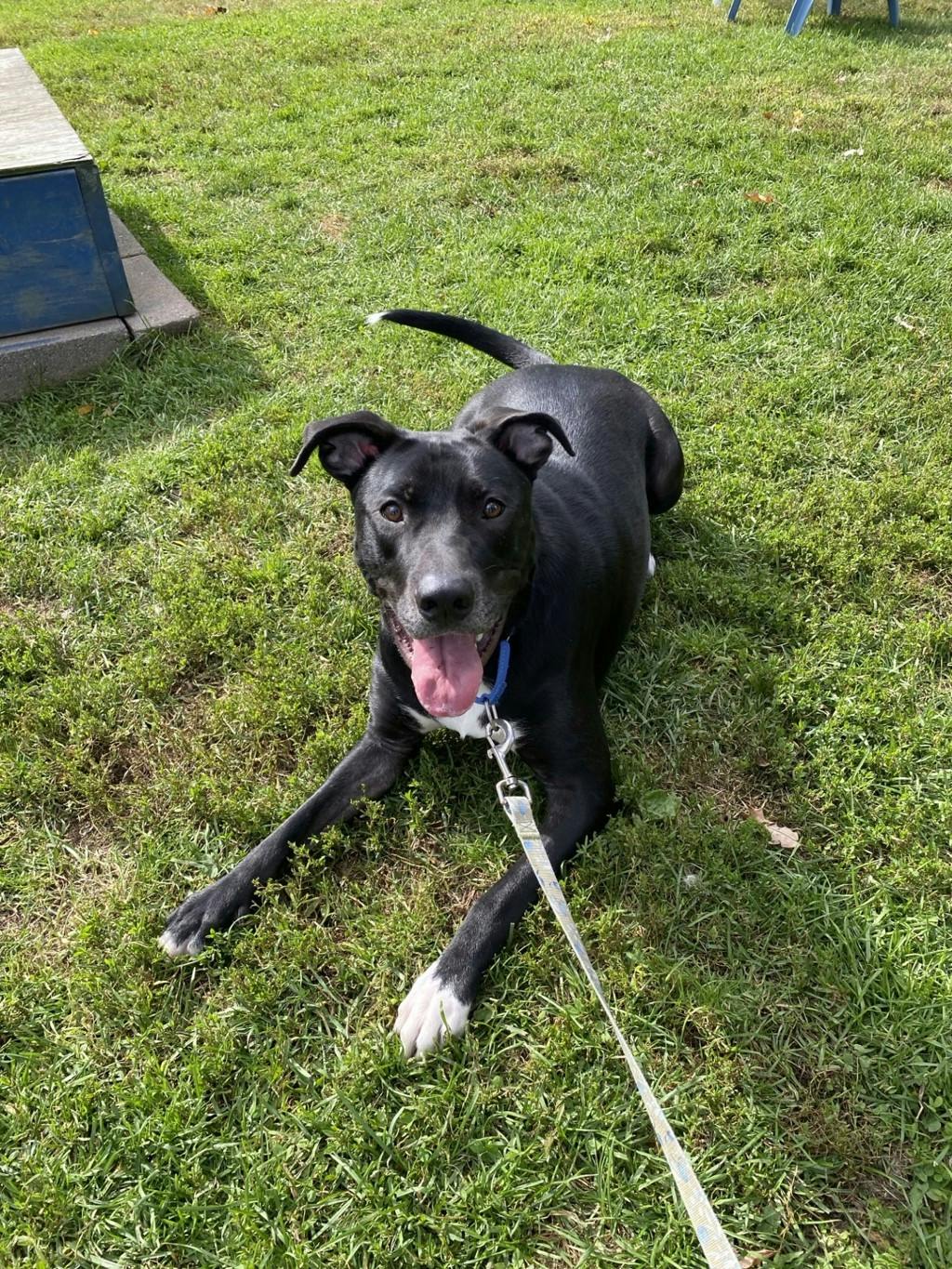 Rip, a 1 year old Black Male Labrador Retriever Dog