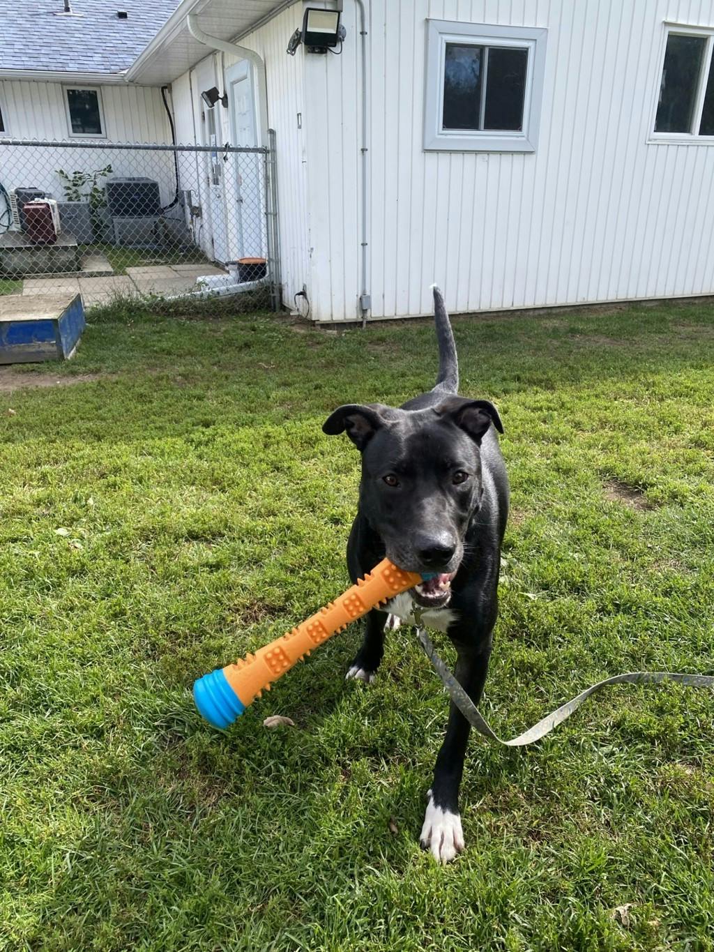 Rip, a 1 year old Black Male Labrador Retriever Dog
