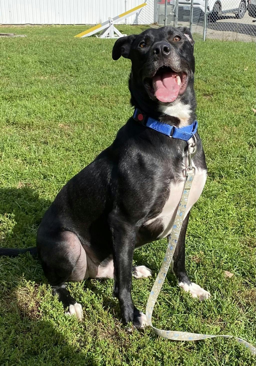 Rip, a 1 year old Black Male Labrador Retriever Dog