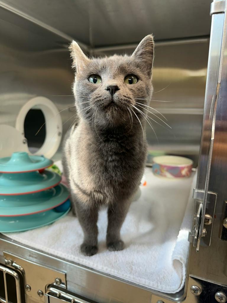 Elvira, a 1 year old Grey Female Domestic Short Hair Cat
