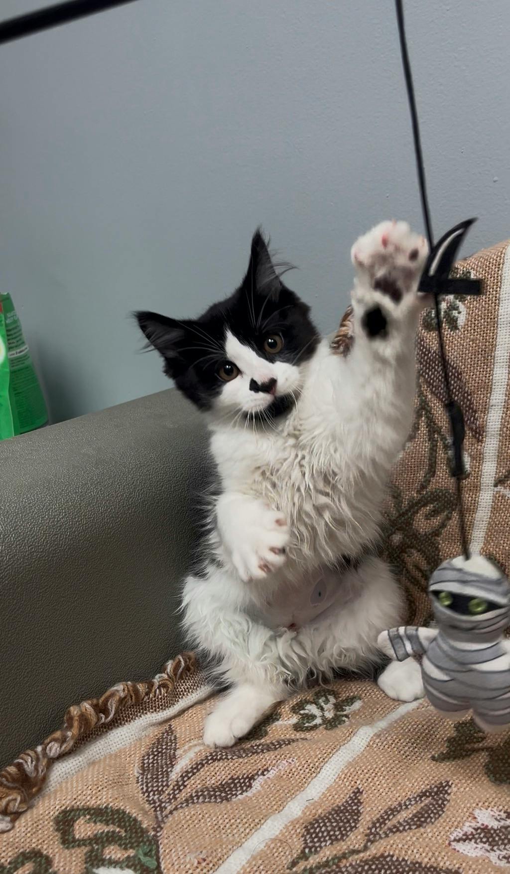Salt, a 3 months old Black Female Domestic Medium Hair Kitten