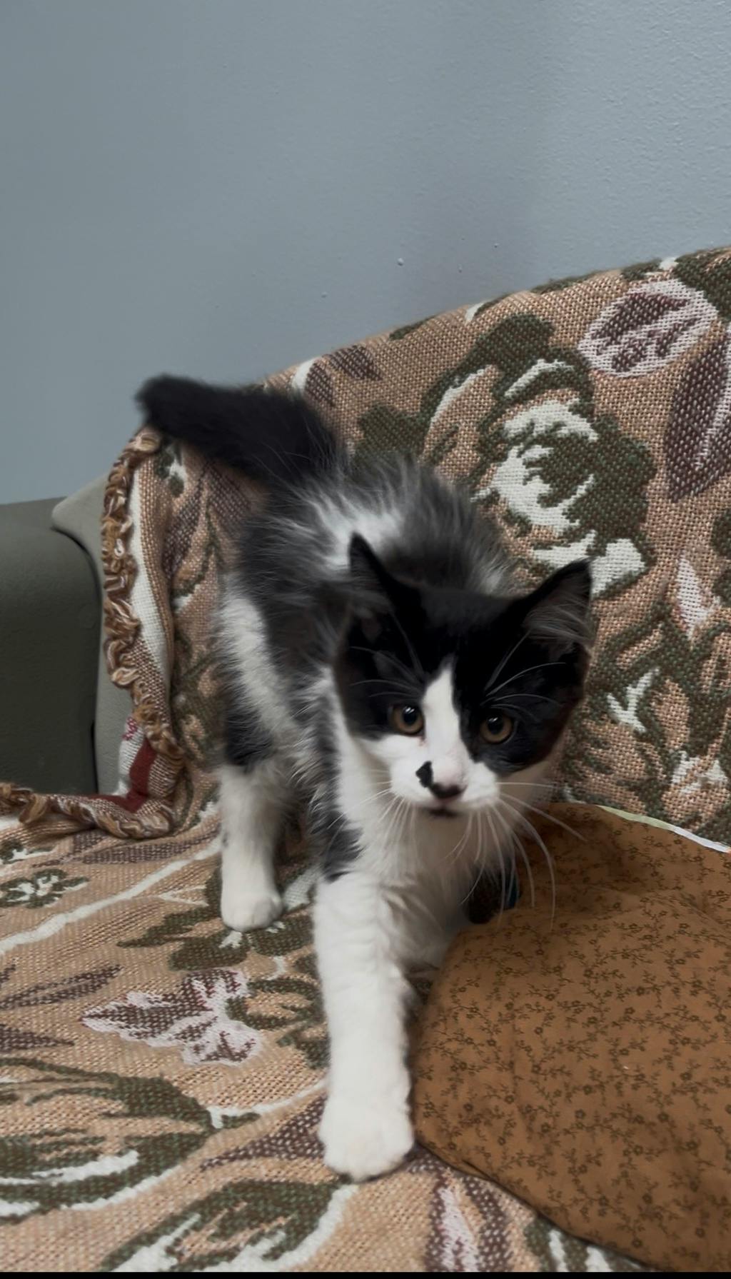 Salt, a 3 months old Black Female Domestic Medium Hair Kitten