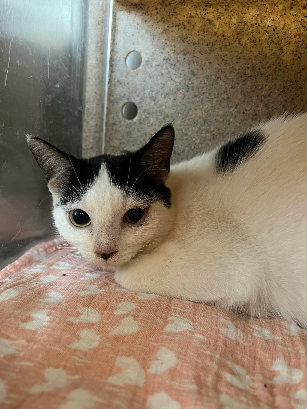 Coraline, a 1 year old White Female Domestic Short Hair Cat