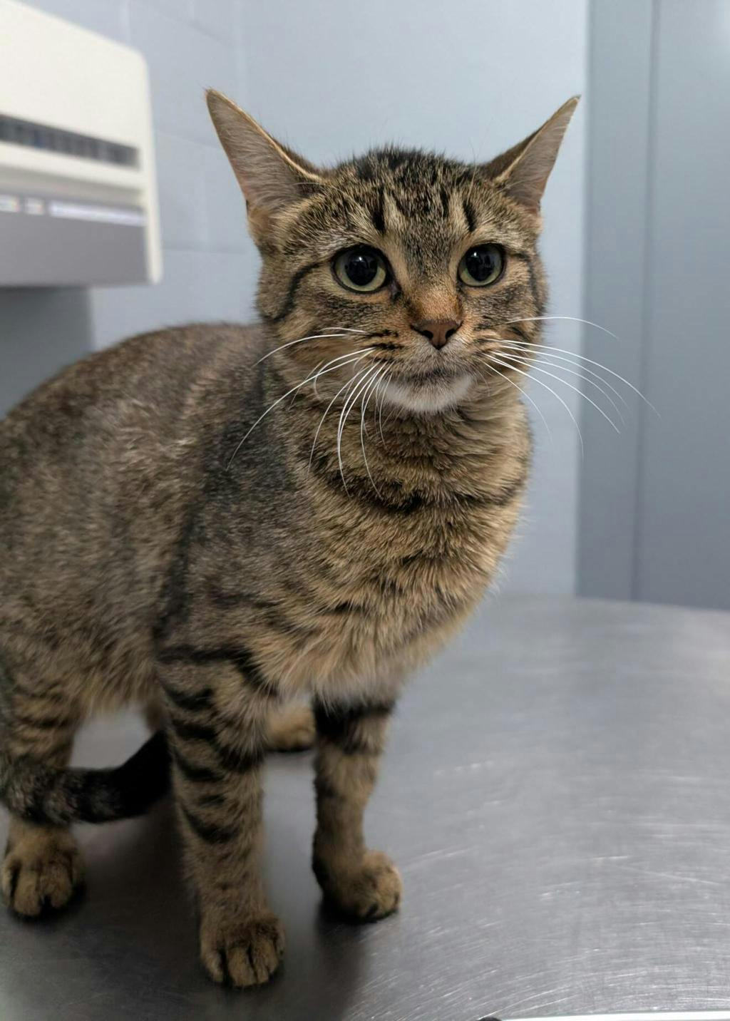 Bon Bon, a 1 year old Brown Tabby Female Domestic Short Hair Cat